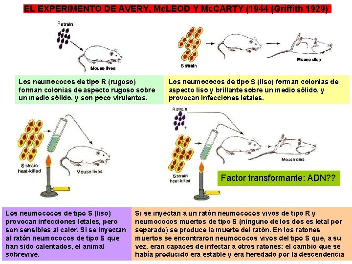 EL EXPERIMENTO DE AVERY, Mc. LEOD Y Mc. CARTY (1944 (Griffith 1929) Los neumococos EL EXPERIMENTO DE AVERY, Mc. LEOD Y Mc. CARTY (1944 (Griffith 1929) Los neumococos