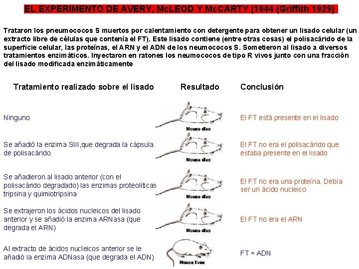 EL EXPERIMENTO DE AVERY, Mc. LEOD Y Mc. CARTY (1944 (Griffith 1929) Trataron los EL EXPERIMENTO DE AVERY, Mc. LEOD Y Mc. CARTY (1944 (Griffith 1929) Trataron los