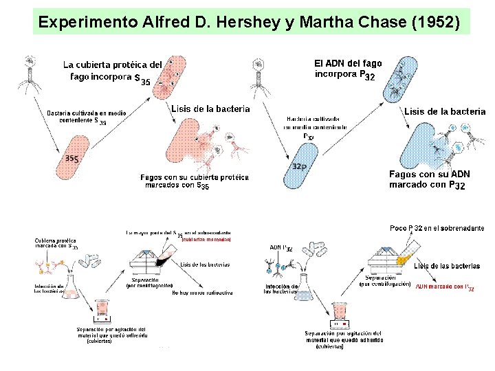 Experimento Alfred D. Hershey y Martha Chase (1952) Experimento Alfred D. Hershey y Martha Chase (1952)