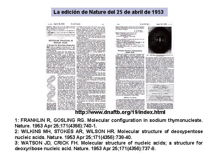 La edición de Nature del 25 de abril de 1953 http: //www. dnaftb. org/19/index. La edición de Nature del 25 de abril de 1953 http: //www. dnaftb. org/19/index.