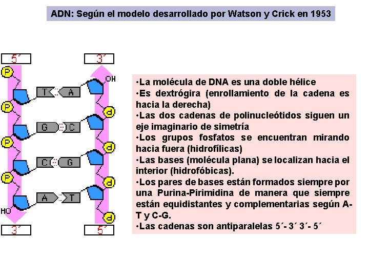 ADN: Según el modelo desarrollado por Watson y Crick en 1953 • La molécula ADN: Según el modelo desarrollado por Watson y Crick en 1953 • La molécula