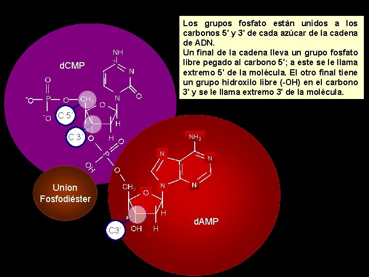 Los grupos fosfato están unidos a los carbonos 5' y 3' de cada azúcar Los grupos fosfato están unidos a los carbonos 5' y 3' de cada azúcar
