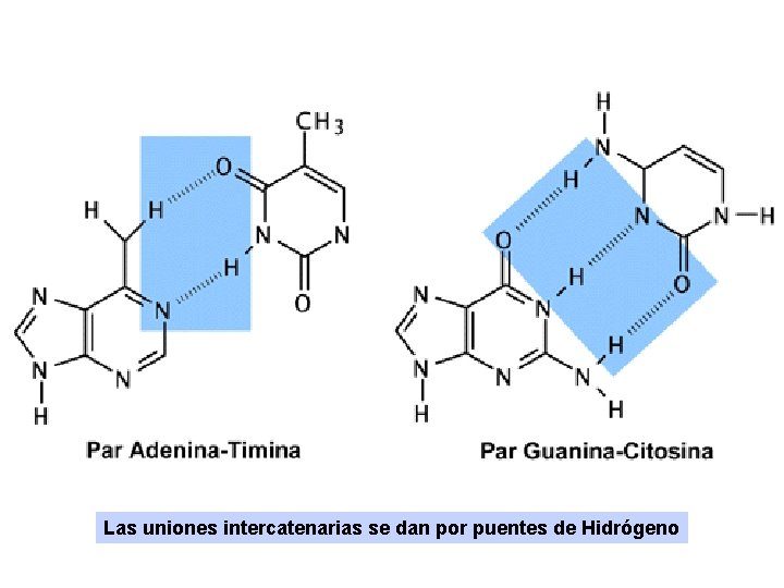 Las uniones intercatenarias se dan por puentes de Hidrógeno Las uniones intercatenarias se dan por puentes de Hidrógeno