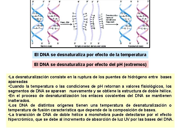 El DNA se desnaturaliza por efecto de la temperatura El DNA se desnaturaliza por El DNA se desnaturaliza por efecto de la temperatura El DNA se desnaturaliza por