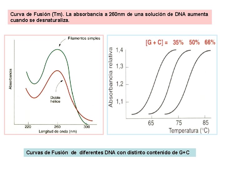 Curva de Fusión (Tm). La absorbancia a 260 nm de una solución de DNA Curva de Fusión (Tm). La absorbancia a 260 nm de una solución de DNA