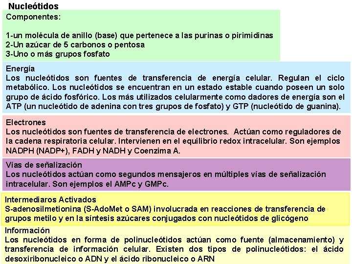 Nucleótidos Componentes: 1 -un molécula de anillo (base) que pertenece a las purinas o Nucleótidos Componentes: 1 -un molécula de anillo (base) que pertenece a las purinas o