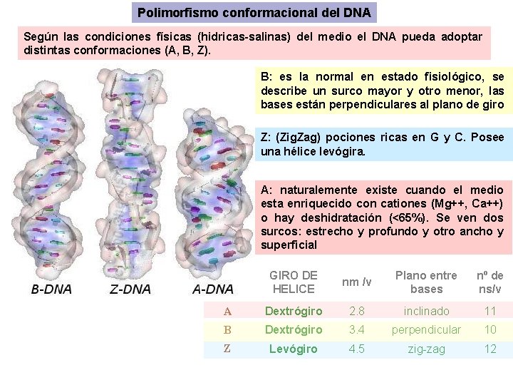 Polimorfismo conformacional del DNA Según las condiciones físicas (hidricas-salinas) del medio el DNA pueda Polimorfismo conformacional del DNA Según las condiciones físicas (hidricas-salinas) del medio el DNA pueda