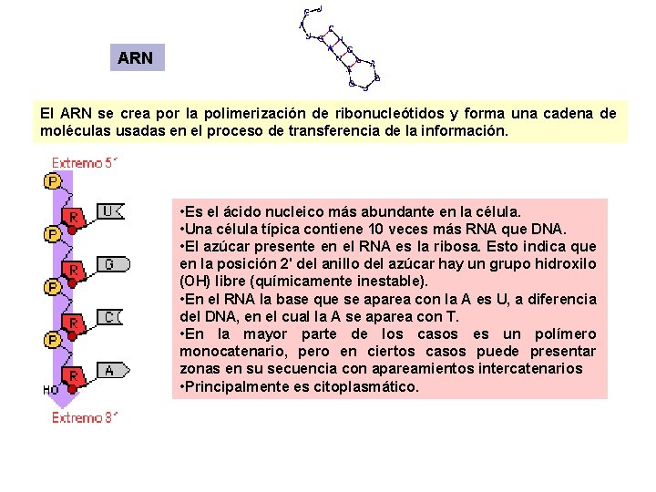 ARN El ARN se crea por la polimerización de ribonucleótidos y forma una cadena ARN El ARN se crea por la polimerización de ribonucleótidos y forma una cadena