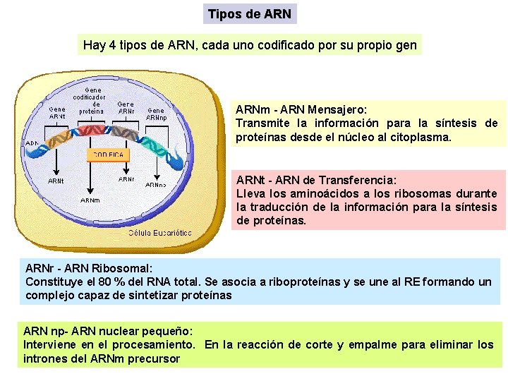 Tipos de ARN Hay 4 tipos de ARN, cada uno codificado por su propio Tipos de ARN Hay 4 tipos de ARN, cada uno codificado por su propio