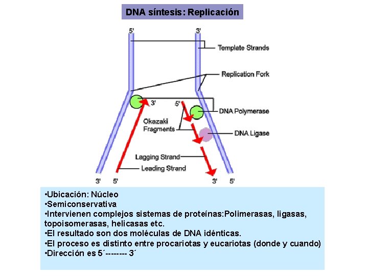 DNA síntesis: Replicación • Ubicación: Núcleo • Semiconservativa • Intervienen complejos sistemas de proteínas: DNA síntesis: Replicación • Ubicación: Núcleo • Semiconservativa • Intervienen complejos sistemas de proteínas: