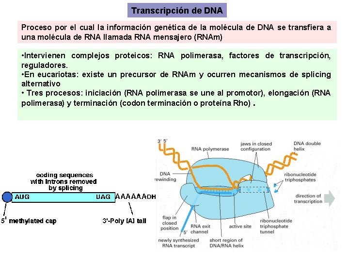 Transcripción de DNA Proceso por el cual la información genética de la molécula de Transcripción de DNA Proceso por el cual la información genética de la molécula de