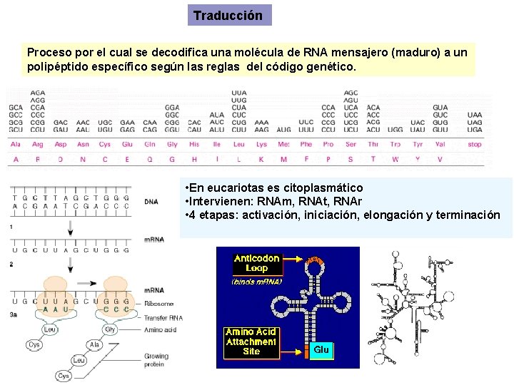 Traducción Proceso por el cual se decodifica una molécula de RNA mensajero (maduro) a Traducción Proceso por el cual se decodifica una molécula de RNA mensajero (maduro) a