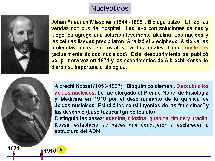 Nucleótidos Johan Friedrich Miescher (1844 -1895): Biólogo suizo. Utilizó las vendas con pus del Nucleótidos Johan Friedrich Miescher (1844 -1895): Biólogo suizo. Utilizó las vendas con pus del