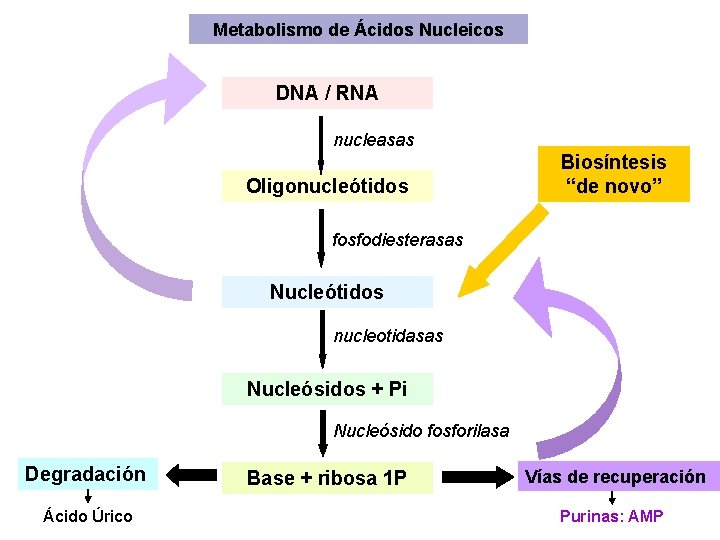 Metabolismo de Ácidos Nucleicos DNA / RNA nucleasas Oligonucleótidos Biosíntesis “de novo” fosfodiesterasas Nucleótidos Metabolismo de Ácidos Nucleicos DNA / RNA nucleasas Oligonucleótidos Biosíntesis “de novo” fosfodiesterasas Nucleótidos