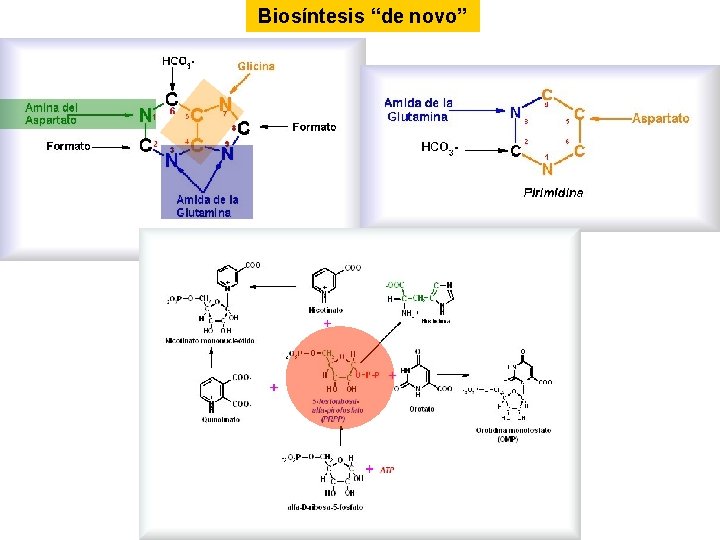 Biosíntesis “de novo” Biosíntesis “de novo”