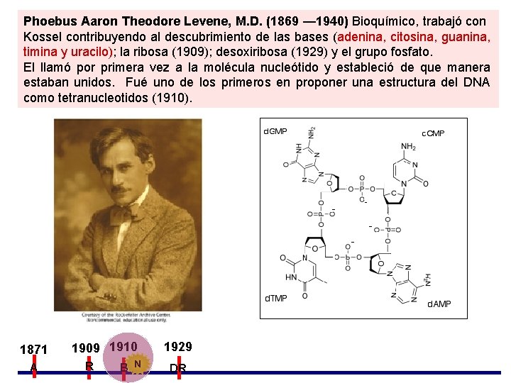 Phoebus Aaron Theodore Levene, M. D. (1869 — 1940) Bioquímico, trabajó con Kossel contribuyendo Phoebus Aaron Theodore Levene, M. D. (1869 — 1940) Bioquímico, trabajó con Kossel contribuyendo