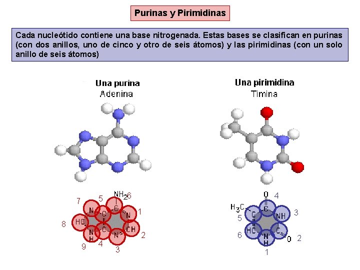 Purinas y Pirimidinas Cada nucleótido contiene una base nitrogenada. Estas bases se clasifican en Purinas y Pirimidinas Cada nucleótido contiene una base nitrogenada. Estas bases se clasifican en