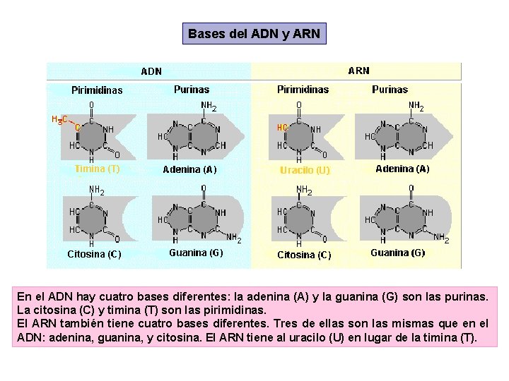 Bases del ADN y ARN En el ADN hay cuatro bases diferentes: la adenina Bases del ADN y ARN En el ADN hay cuatro bases diferentes: la adenina