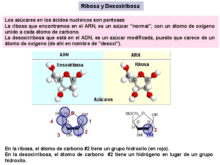 Ribosa y Desoxiribosa Los azúcares en los ácidos nucleicos son pentosas La ribosa que Ribosa y Desoxiribosa Los azúcares en los ácidos nucleicos son pentosas La ribosa que