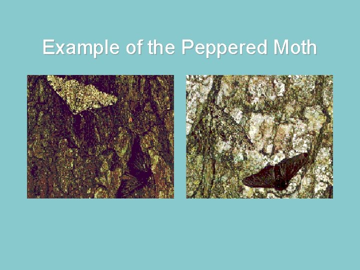 Example of the Peppered Moth 