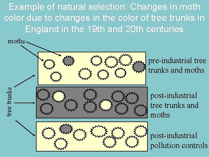 Example of natural selection: Changes in moth color due to changes in the color