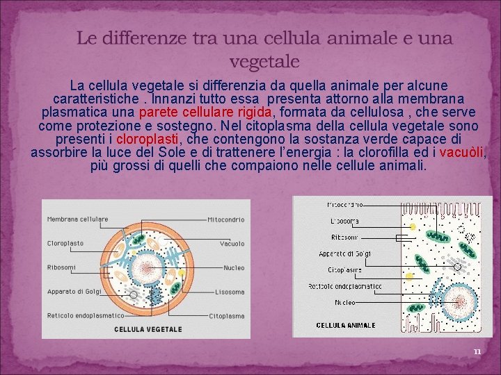 La cellula vegetale si differenzia da quella animale per alcune caratteristiche. Innanzi tutto essa
