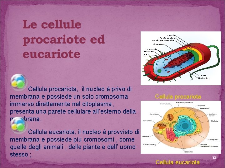 Cellula procariota, il nucleo è privo di membrana e possiede un solo cromosoma immerso