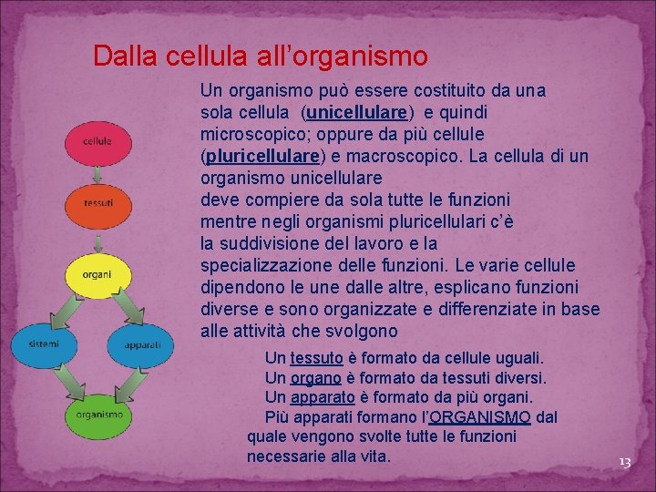 Dalla cellula all’organismo Un organismo può essere costituito da una sola cellula (unicellulare) e