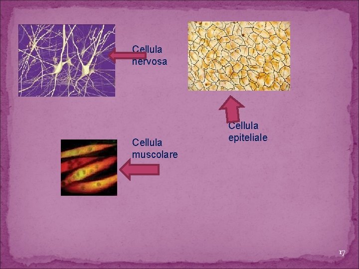 Cellula nervosa Cellula muscolare Cellula epiteliale 17 