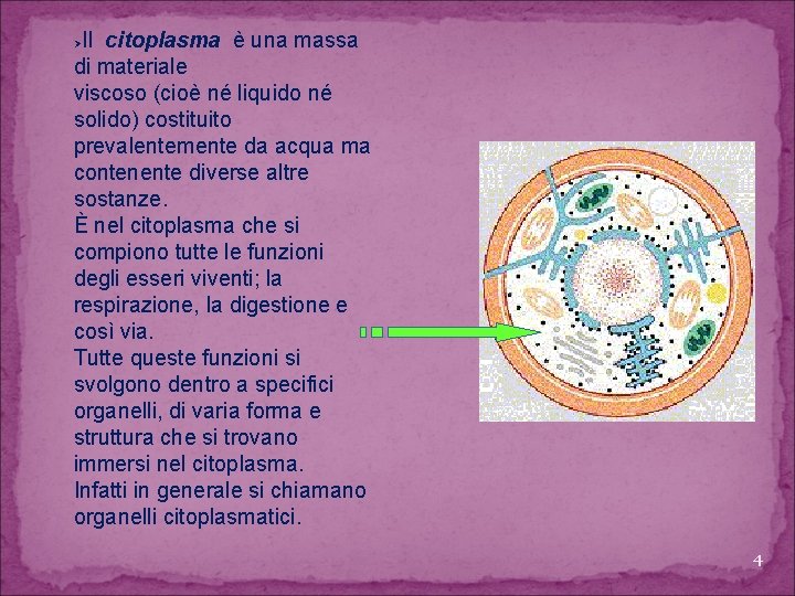 Il citoplasma è una massa di materiale viscoso (cioè né liquido né solido) costituito
