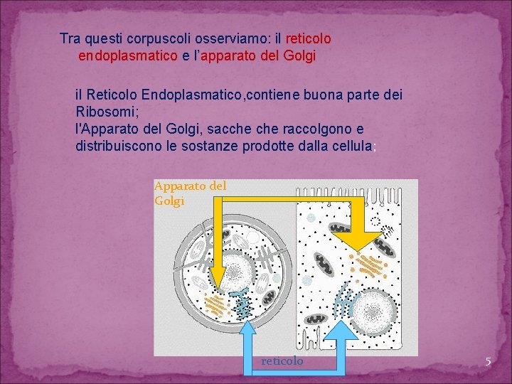 Tra questi corpuscoli osserviamo: il reticolo endoplasmatico e l’apparato del Golgi il Reticolo Endoplasmatico,