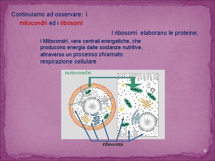 Continuiamo ad osservare: i mitocondri ed i ribosomi I ribosomi elaborano le proteine; i