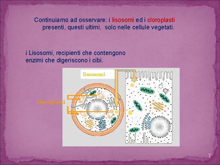 Continuiamo ad osservare: i lisosomi ed i cloroplasti presenti, questi ultimi, solo nelle cellule