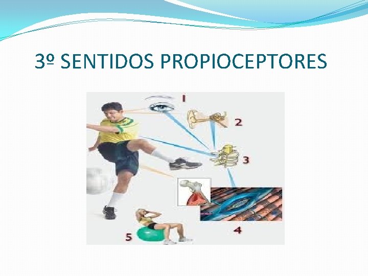 3º SENTIDOS PROPIOCEPTORES 