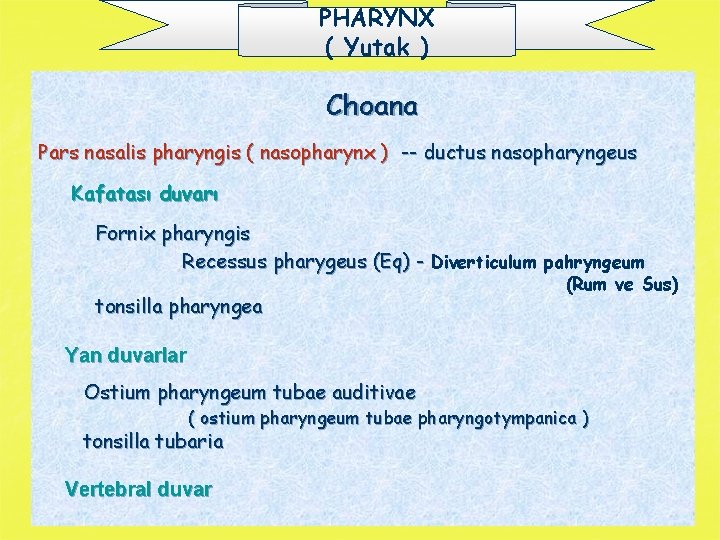 PHARYNX ( Yutak ) Choana Pars nasalis pharyngis ( nasopharynx ) -- ductus nasopharyngeus