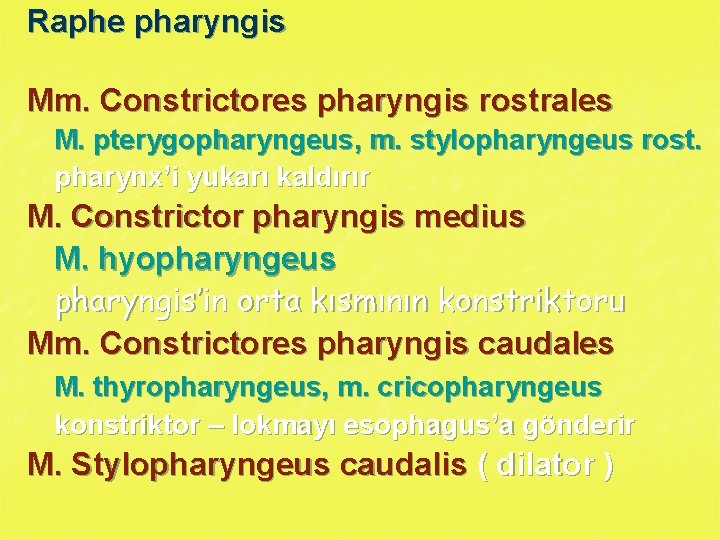 Raphe pharyngis Mm. Constrictores pharyngis rostrales M. pterygopharyngeus, m. stylopharyngeus rost. pharynx’i yukarı kaldırır