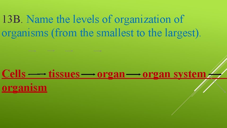 13 B. Name the levels of organization of organisms (from the smallest to the