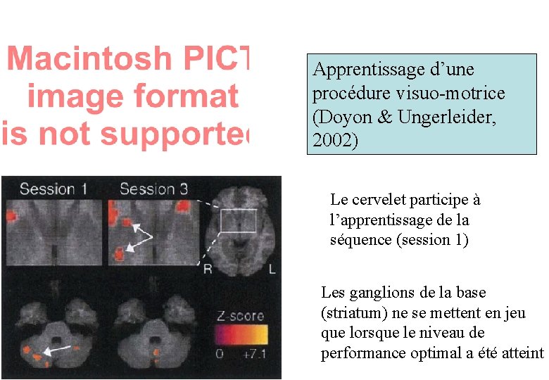 Apprentissage d’une procédure visuo-motrice (Doyon & Ungerleider, 2002) Le cervelet participe à l’apprentissage de