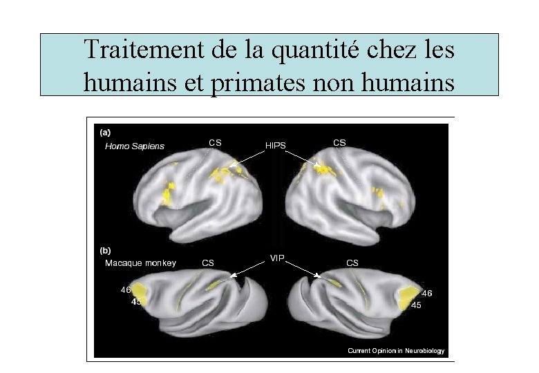 Traitement de la quantité chez les humains et primates non humains 