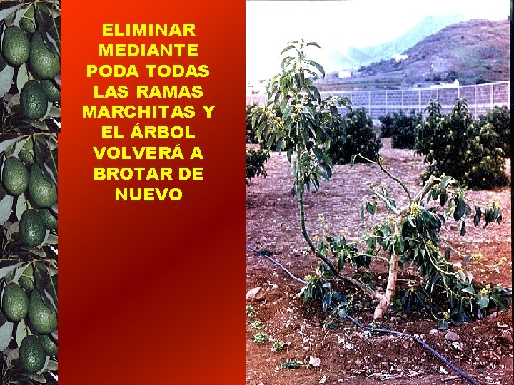 ELIMINAR MEDIANTE PODA TODAS LAS RAMAS MARCHITAS Y EL ÁRBOL VOLVERÁ A BROTAR DE