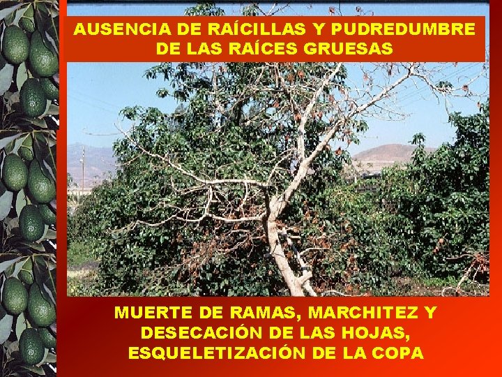 AUSENCIA DE RAÍCILLAS Y PUDREDUMBRE DE LAS RAÍCES GRUESAS LA PUDREDUMBRE DE LAS RAÍCES