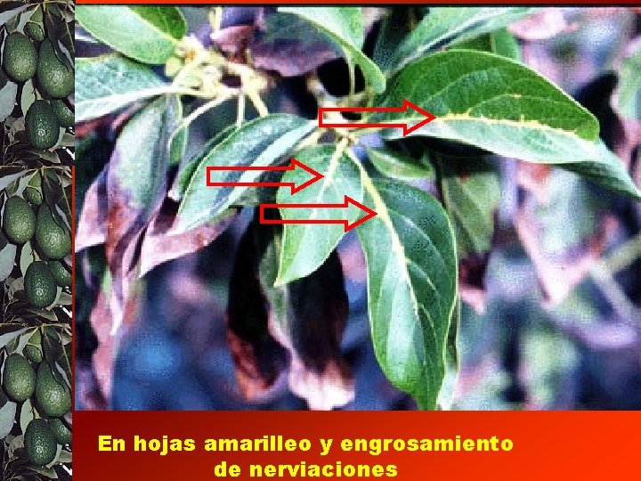 En hojas amarilleo y engrosamiento de nerviaciones 