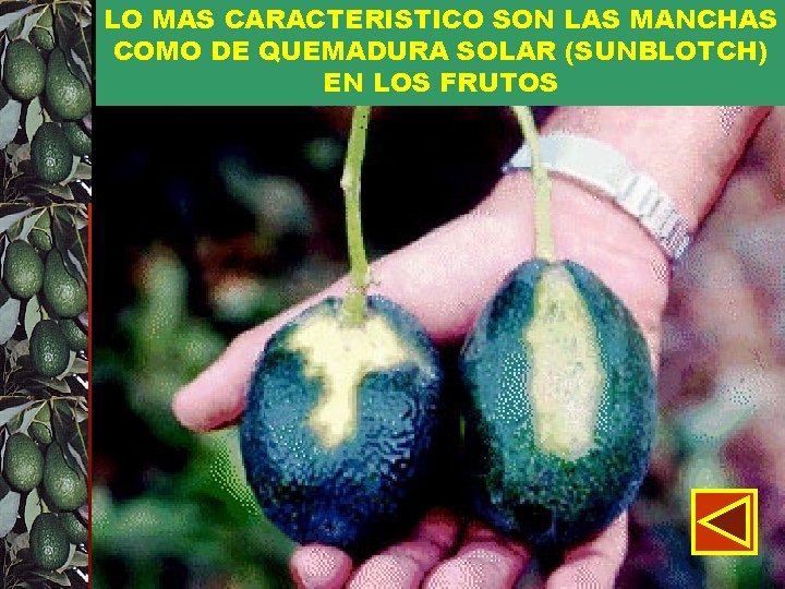 LO MAS CARACTERISTICO SON LAS MANCHAS COMO DE QUEMADURA SOLAR (SUNBLOTCH) EN LOS FRUTOS