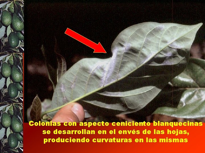 Colonias con aspecto ceniciento blanquecinas se desarrollan en el envés de las hojas, produciendo