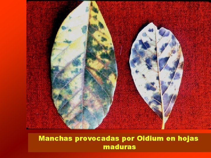 Manchas provocadas por Oidium en hojas maduras 