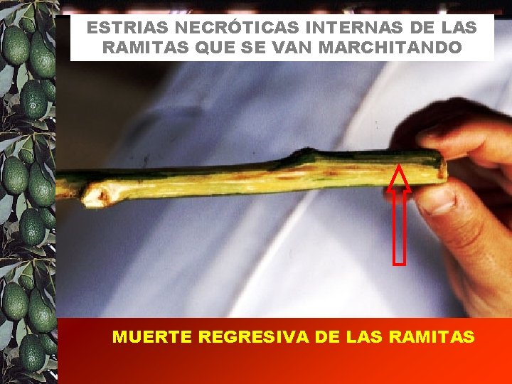 ESTRIAS NECRÓTICAS INTERNAS DE LAS RAMITAS QUE SE VAN MARCHITANDO MUERTE REGRESIVA DE LAS