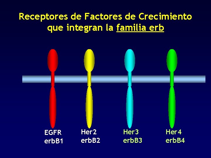 Receptores de Factores de Crecimiento que integran la familia erb EGFR erb. B 1
