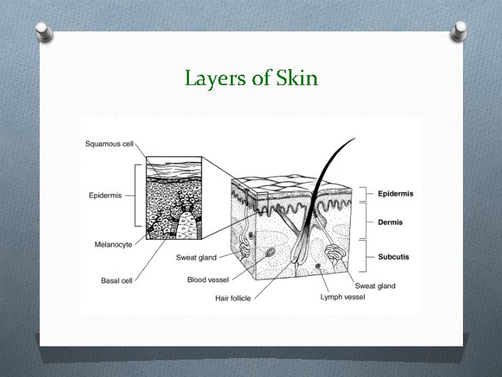 Layers of Skin Layers of Skin