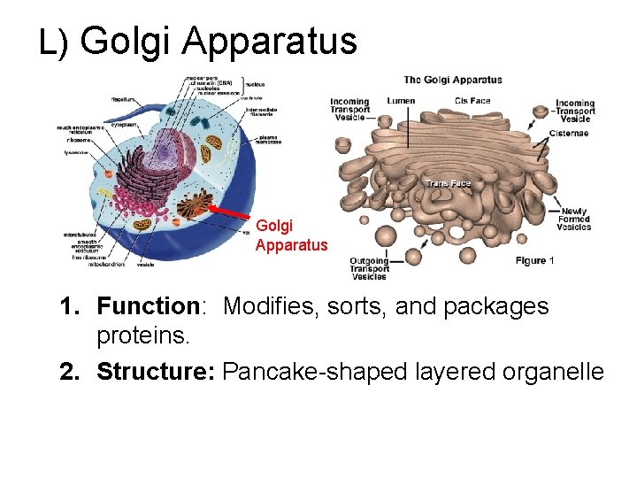 L) Golgi Apparatus 1. Function: Modifies, sorts, and packages proteins. 2. Structure: Pancake-shaped layered