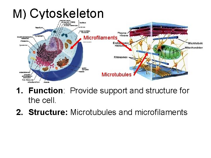 M) Cytoskeleton Microfilaments Microtubules 1. Function: Provide support and structure for the cell. 2.